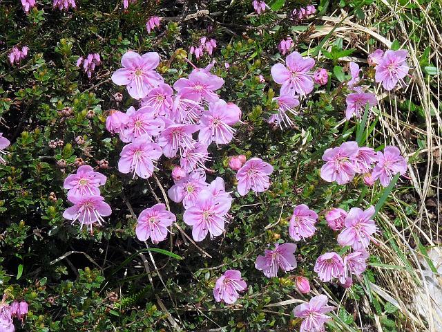 (10) Dwarf Alpenrose.JPG